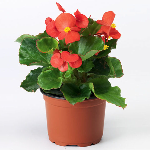 matchmaker Inferieur adverteren Begonia Pot 9cm - Konstantidis Plants - Productions of Ornamental Plants
